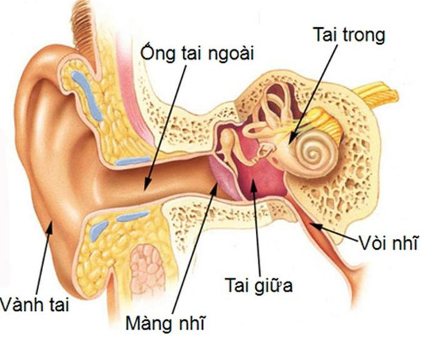 bệnh về tai mũi họng
