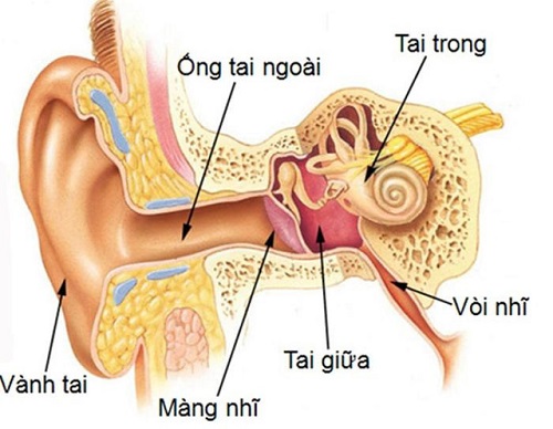 Viêm tai giữa mối nguy hiểm cho sức khỏe của bạn